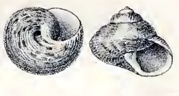 Gibbula benzi